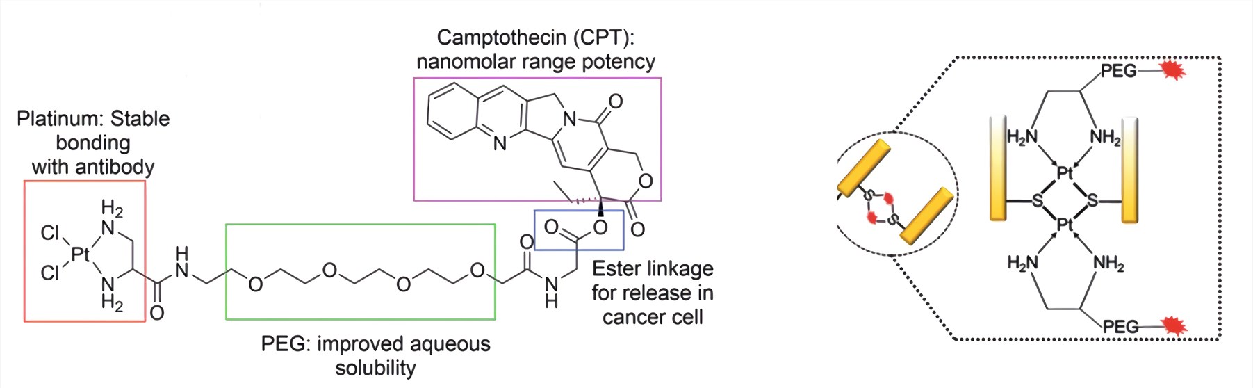 Design of the Pt-based linker-drug and Pt (II)-linked Fab.