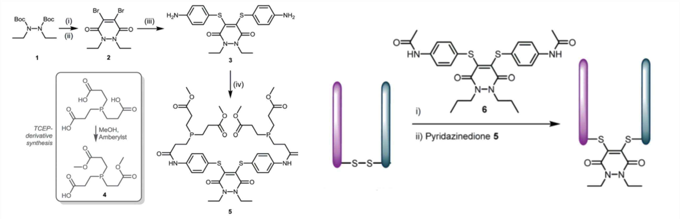 Fig.1 A schematic diagram on the synthesis of dithioaryl (TCEP) pyridazinediones and their association with Fab. (OA Literature)