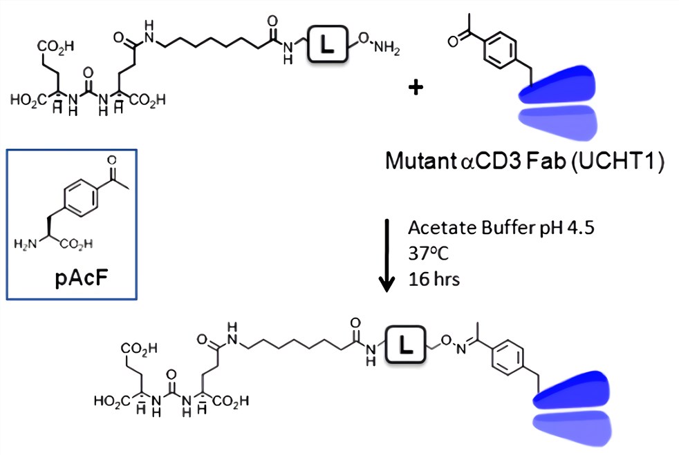 Structure of p-acetylphenylalnine (pAcF) and oxime ligation of pAcF containing αCD3 Fab with P-linkers.