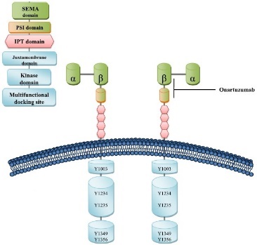 Structure of c-Met and its binding sites.