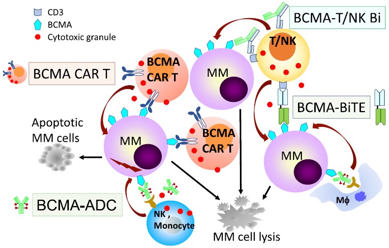 BCMA-based immunotherapies with multiple mechanisms of action against MM cells.