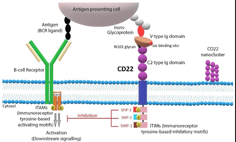 Fig.1 A schematic diagram of the structure and signaling pathway of CD22. (OA Literature) 