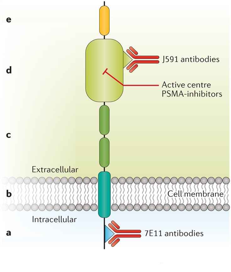 The structure of PSMA, its binding sites for PSMA ligands, and the most frequently used antibodies.