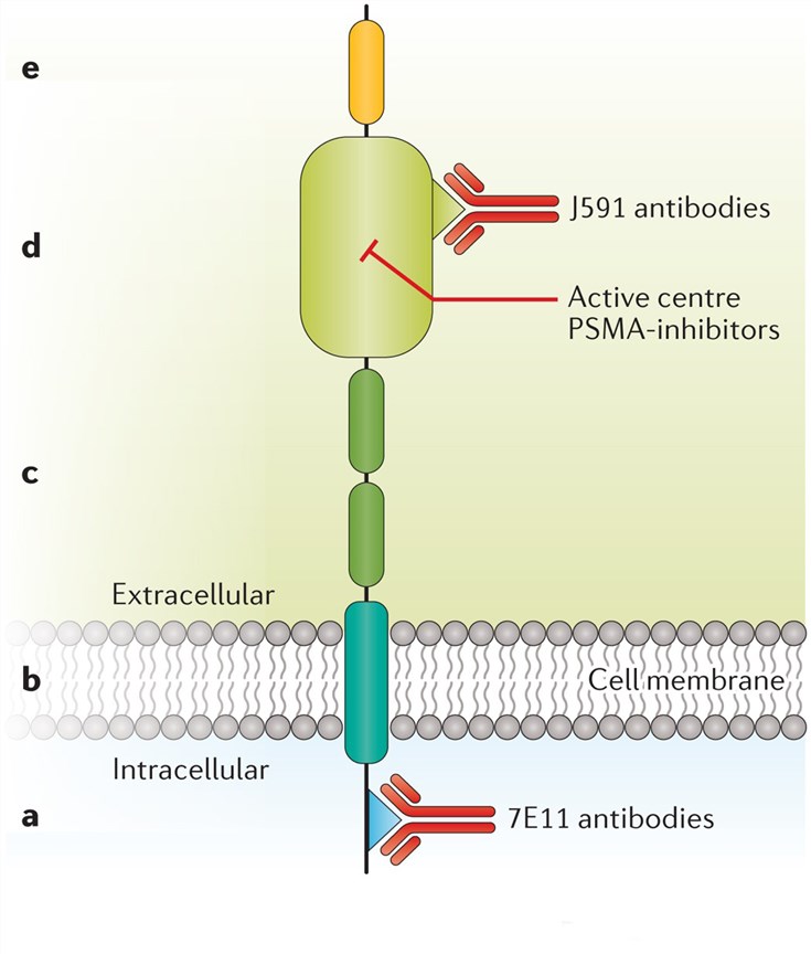 The structure of PSMA, its binding sites for PSMA ligands, and the most frequently used antibodies.