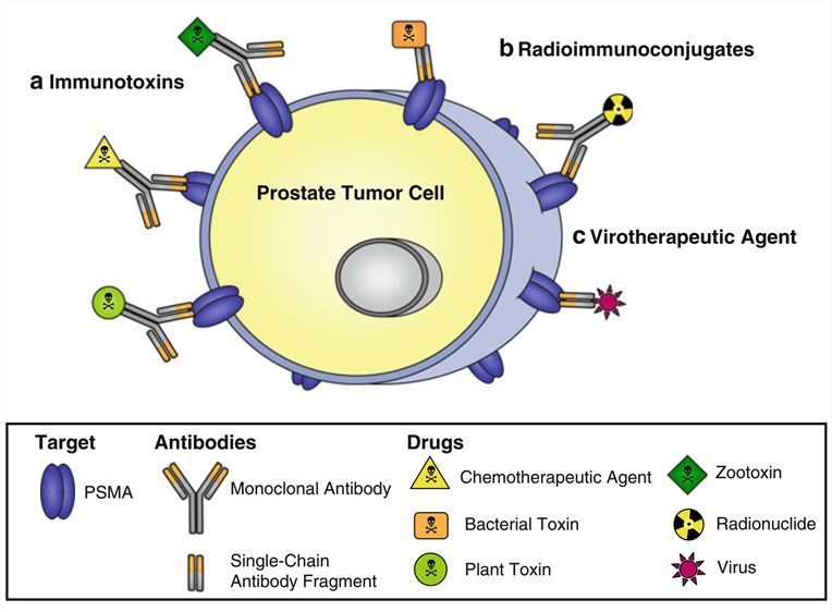 Anti-PSMA ADCs for the targeting of prostate cancer cells.