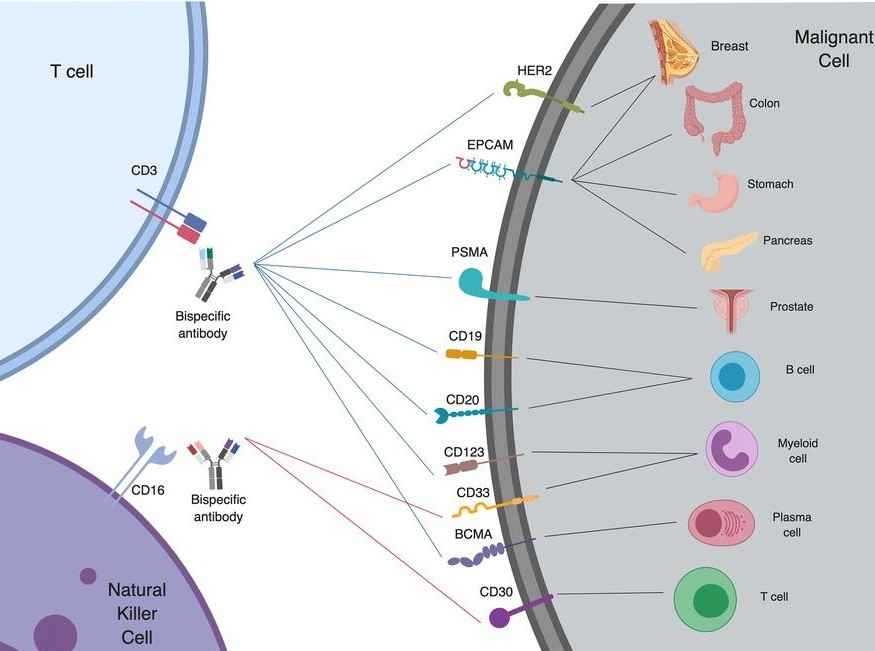 Development Of Psma Based Bispecific Adcs Creative Biolabs