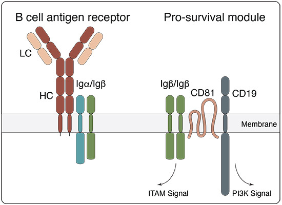 CD79B and the co-receptor CD19 act as an alternative B-cell signaling module.