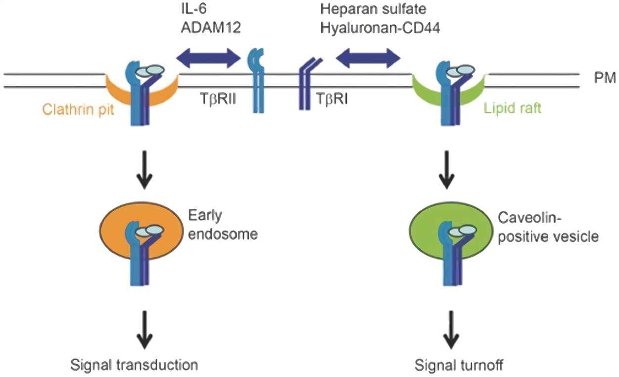 TGF-β receptors internalization.
