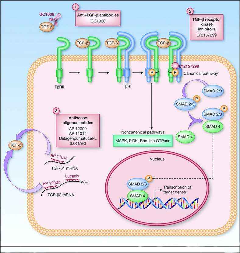 Therapeutic approaches to targeting the TGF-β signaling pathway. 