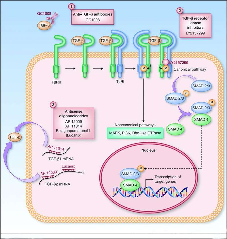 Therapeutic approaches to targeting the TGF-β signaling pathway. 