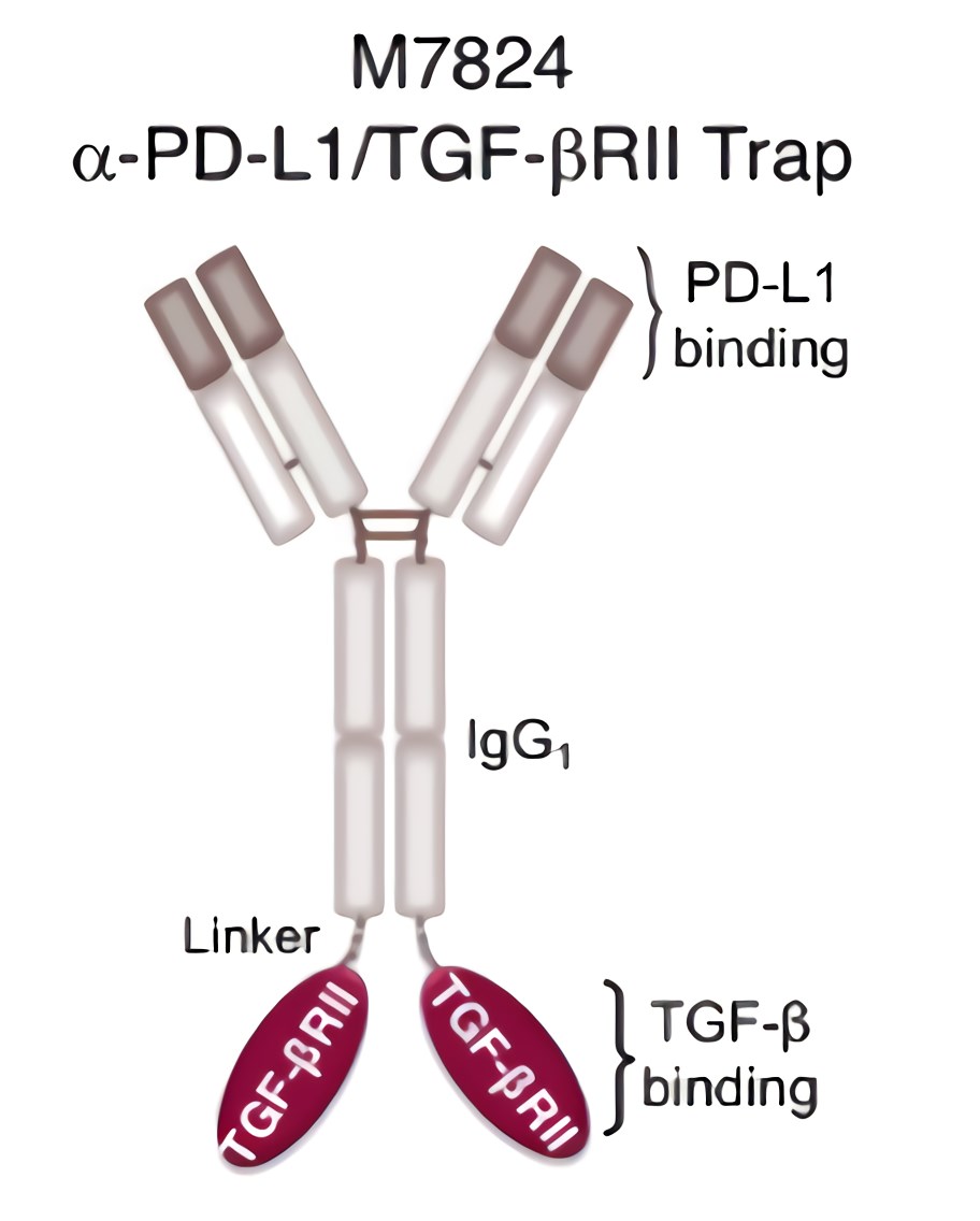 The structure of M7824. 
