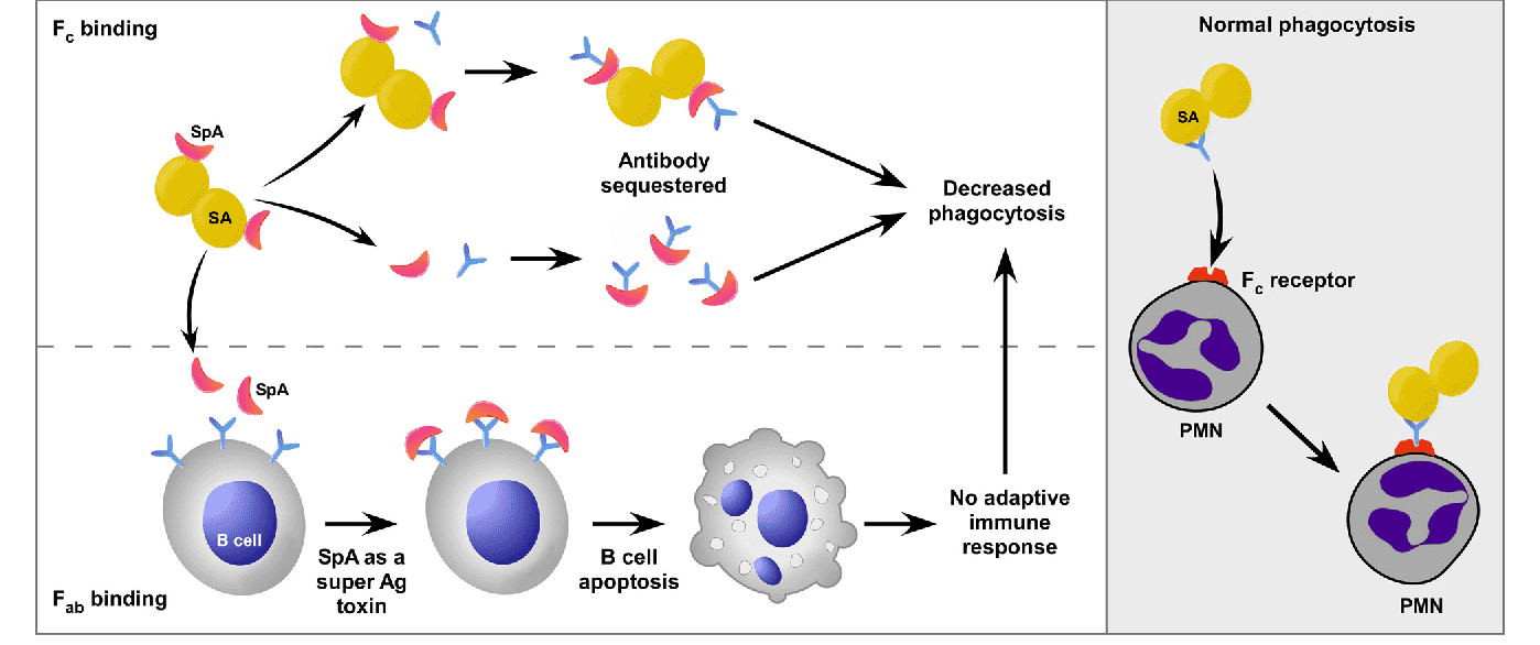 Mechanisms of SpA-mediated immune evasion (Left panel). (Kobayashi, 2013)