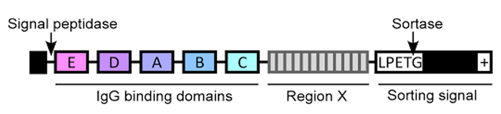 Schematic representation of SpA structure