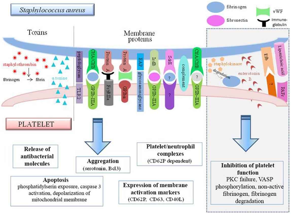 Fig.1 A schematic diagram about the interaction between Staphylococcus aureus and platelets. (OA Literature)