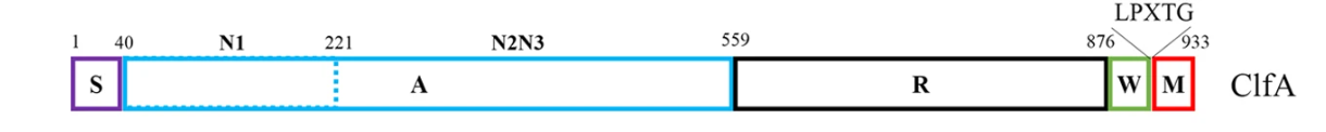Fig.2 A schematic about the Clfa structural domains. (OA Literature)