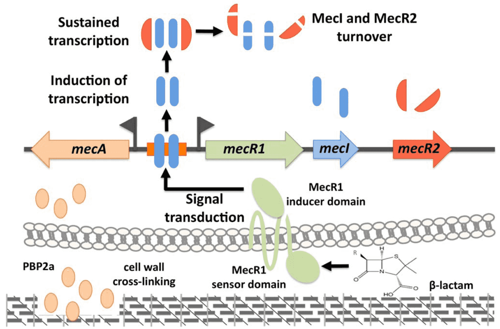 Fig.1 A schematic model for induction of mecA by MecR1-MecI-MecR2. (OA Literature)