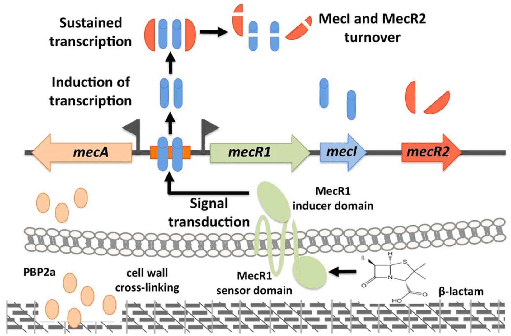Model for the mecA induction by MecR1-MecI-MecR2.