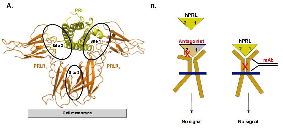 Structure of PRL/PRLR complex and binding sites for PRLR blockers.