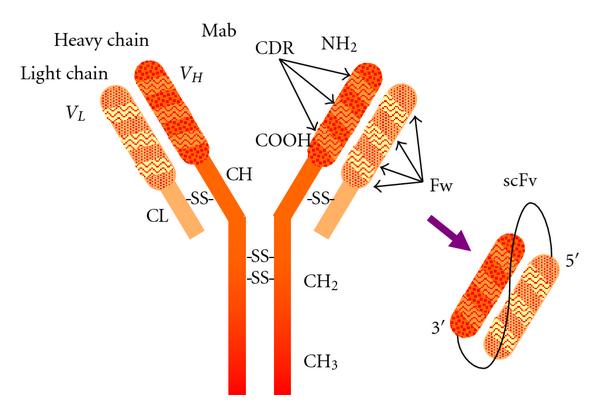 Fig.1 A schematic diagram about antibody subunit composition and structural domain distribution. (OA Literature)