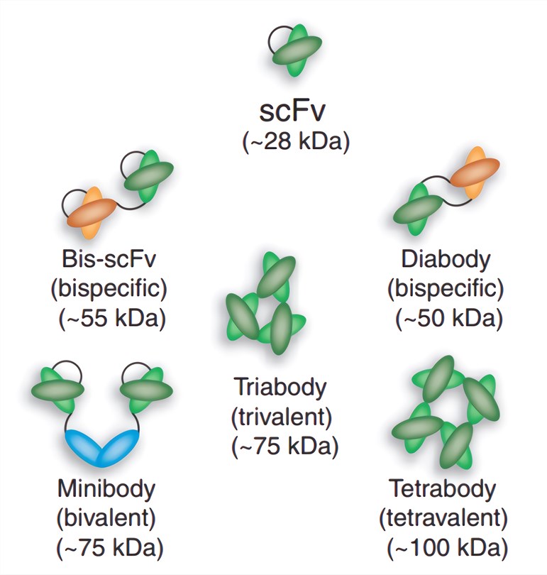 Schematic representation of different scFv formats.