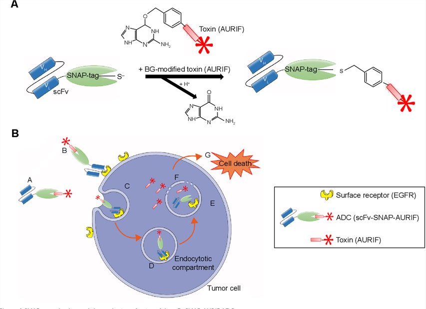SNAP-tag technology and the mechanism of action of the scFv-SNAP-AURIF conjugate.