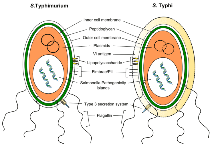 Virulence of S. Typhimurium and S. Typhi.