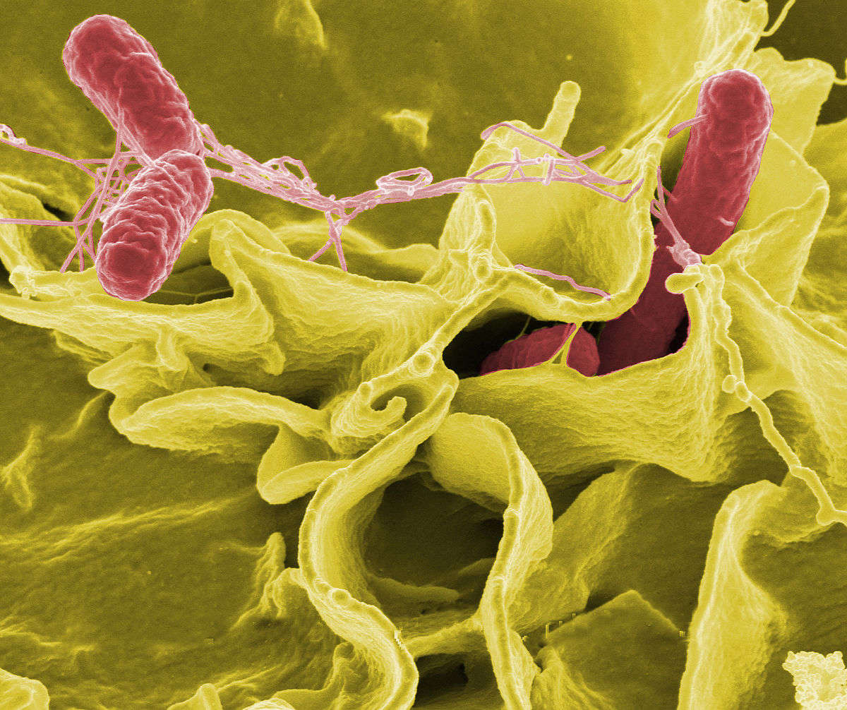 Electron micrograph showing Salmonella typhimurium (red) invading cultured human cells.