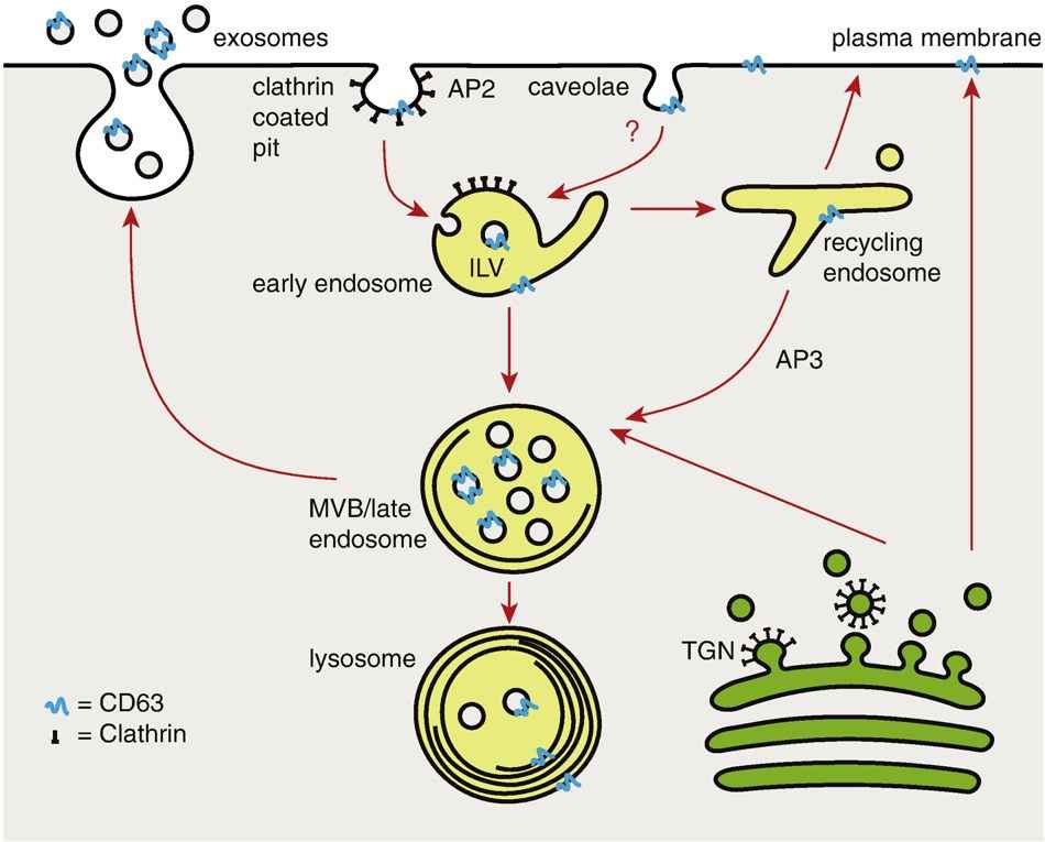 The possible pathway of CD63 trafficking.