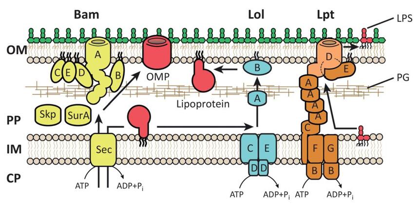 E.coli envelope structure and outer membrane (OM) biogenesis machines.