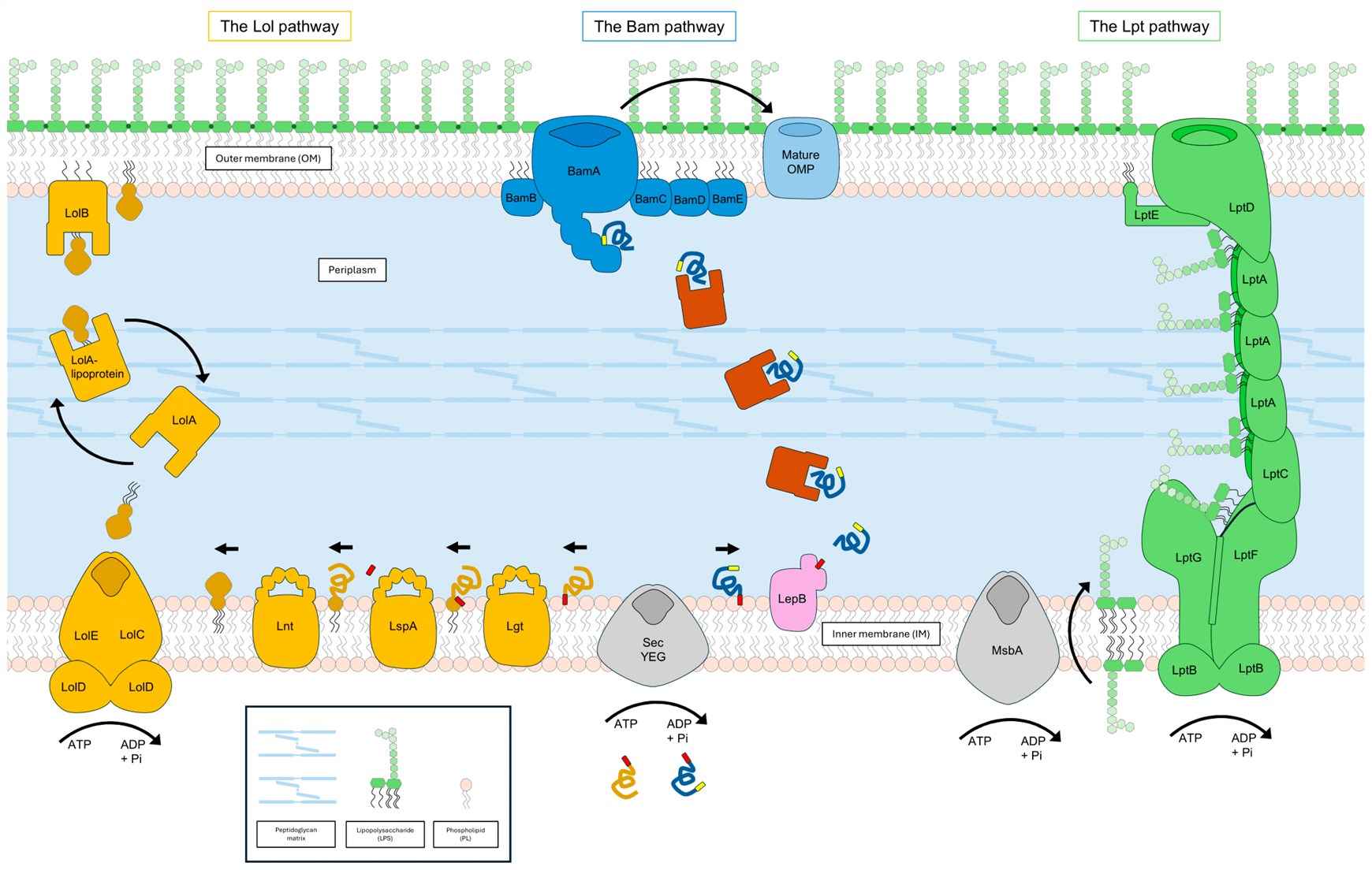 Fig.2 A summary schematic on the E. coli outer membrane biogenesis pathway.