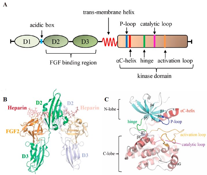 Schematic diagram of FGFRs and the structure of the FGFR domain.