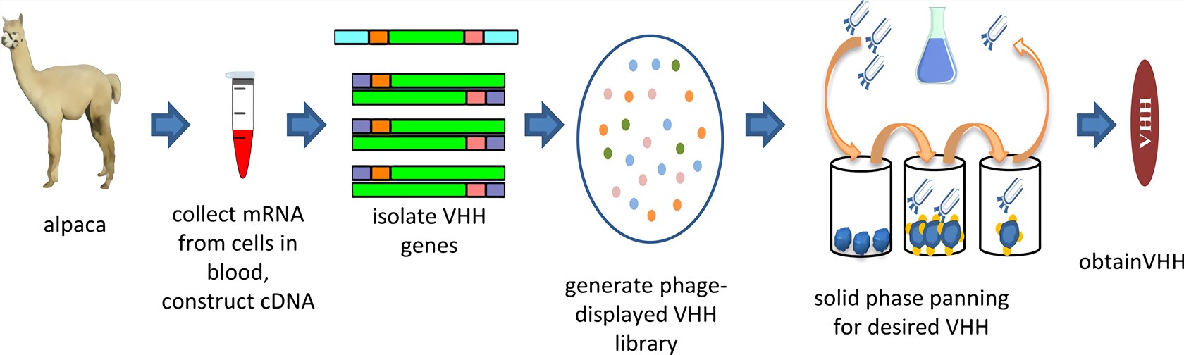 Overview of the process to isolate VHH from camelids.