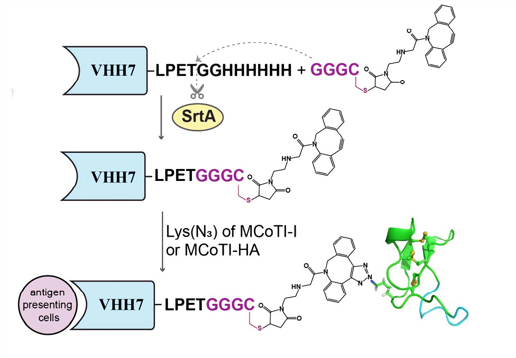 Synthesis and characterization of VHH7-drug conjugate.