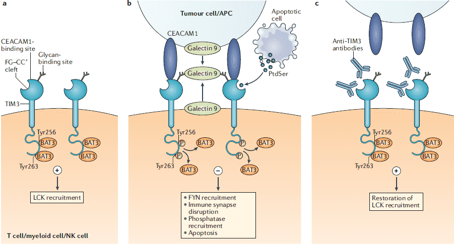 Models for TIM-3-ligand interactions. 