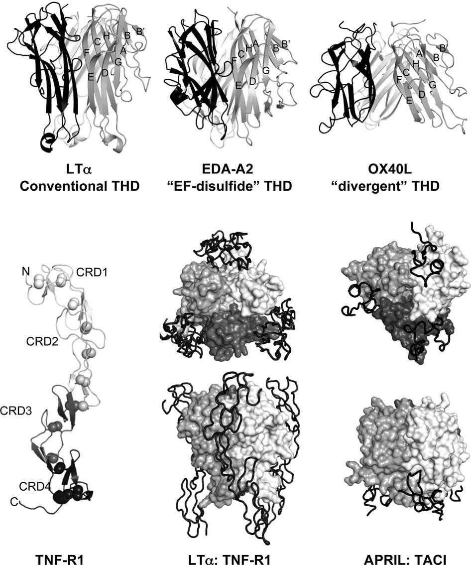 Structures of TNFSF and TNFRSF members and complexes.