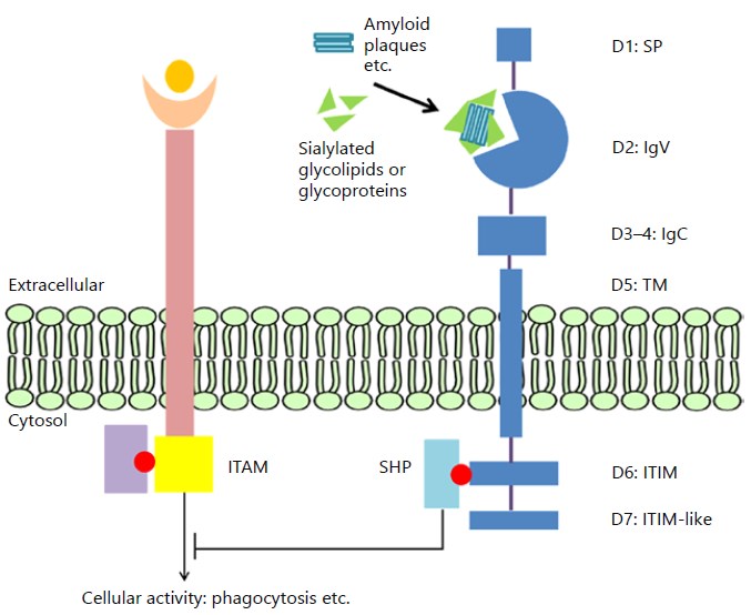 Schematic depiction of CD33 exon structure and its inhibitory mechanism.