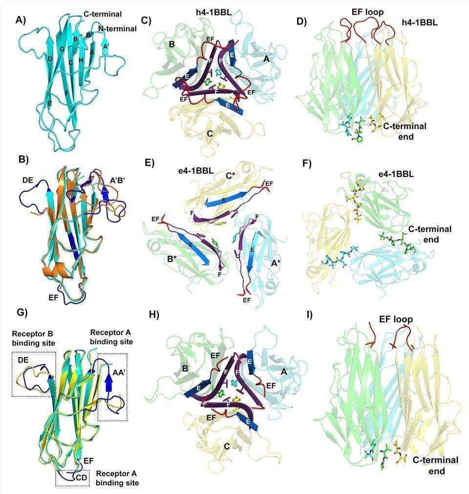 Structure of h4-1BB ligand in the h4-1BB/4-1BBL complex.