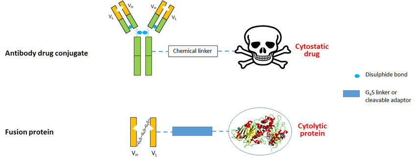 Fig.1 A schematic diagram regarding immunotoxins containing IgG or scFv associated with anticancer agents. (OA Literature)