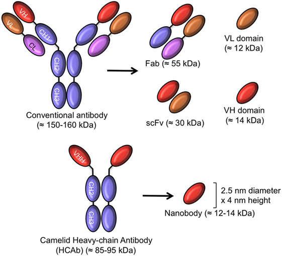 Fig.2 A schematic diagram regarding intact antibodies and antibody-derived fragments. 
