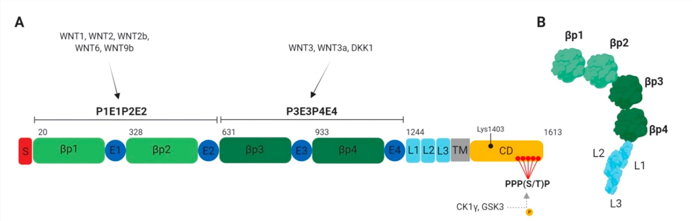 The structure of LRP6. 