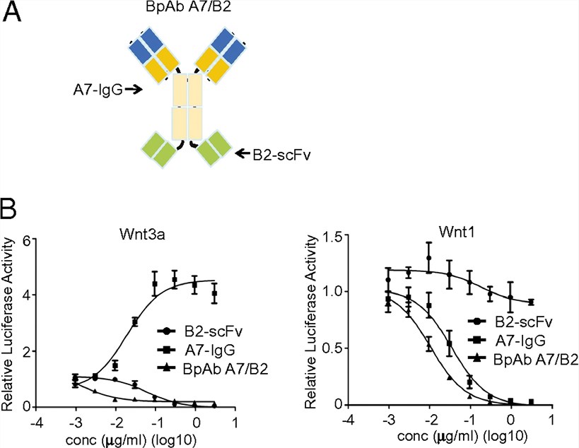 Biparatopic anti-LRP6 antibody BpAb A7/B2 blocks both Wnt1- and Wnt3a-mediated β-catenin signaling. 