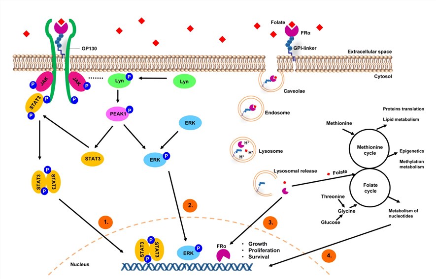 A model depicting FRα-mediated internalization of folates and regulation of cancer signaling.