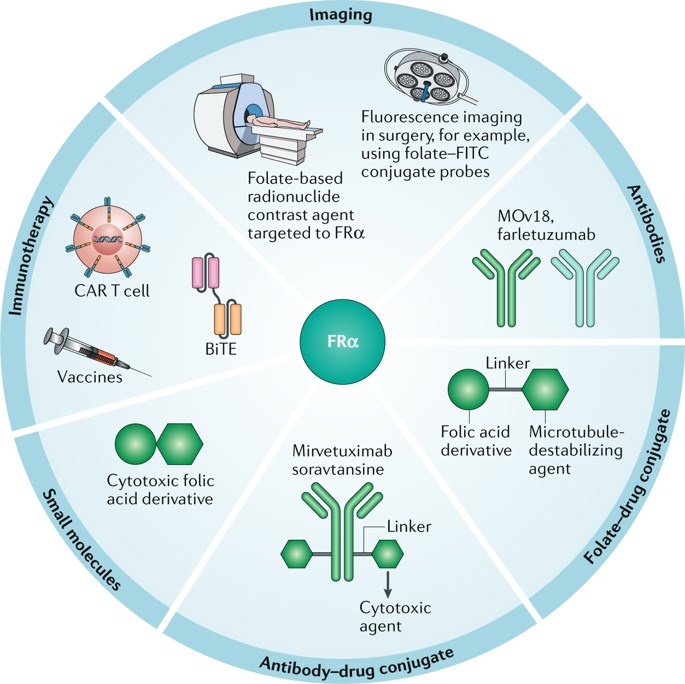 Clinical applications of FRα-targeting agents for cancer diagnosis and treatment.