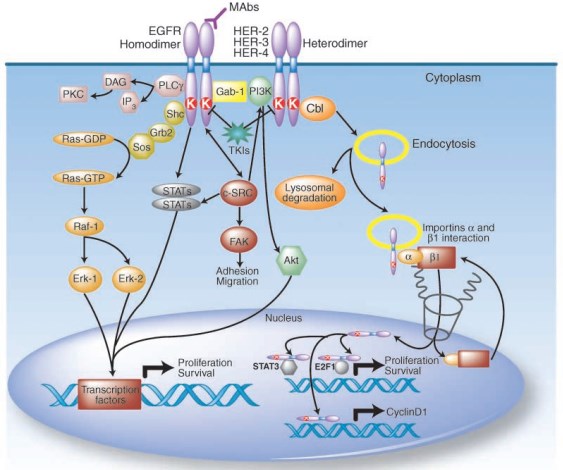 Signaling pathways and inhibitors of EGFR.