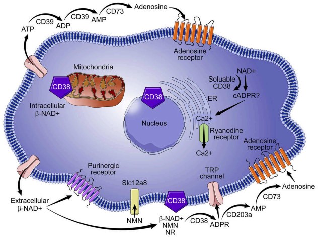 Role of CD38 in NAD+ metabolism.