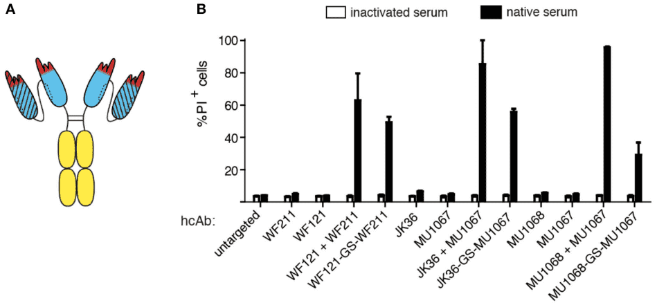 Combining two sdAbs directed to distinct epitopes of CD38 in a biparatopic hcAb induces potent CDC.