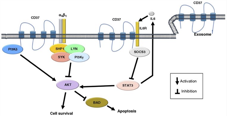Schematic representation of the biologic role of CD37 in B cells.