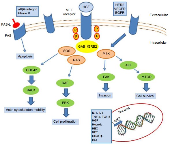 c-MET activation signaling pathways.