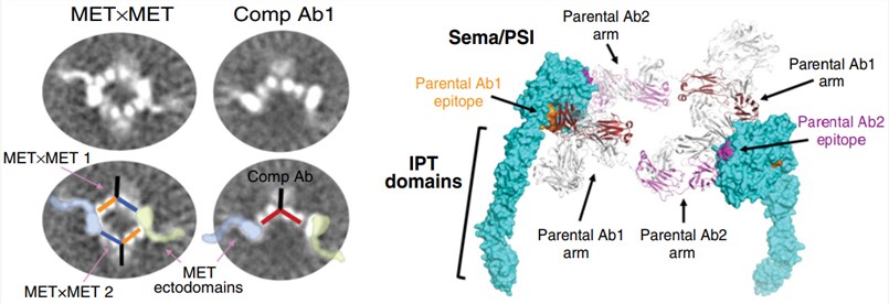 Biparatopic MET antibody forms a 2:2 complex with MET.