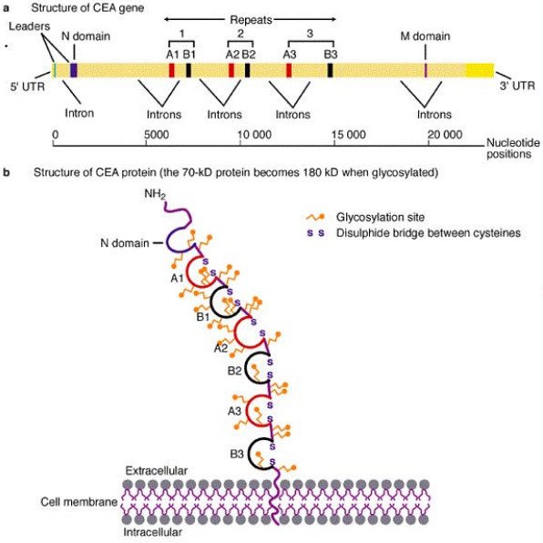 Schematic representation of the human CEA gene and protein.